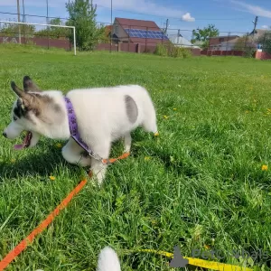 Additional photos: Siberian Husky Piebald