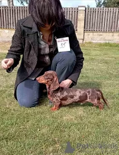 Additional photos: Miniature dachshund puppies, wirehaired and smooth, different colors