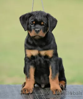 Additional photos: Rottweiler puppies, top litter