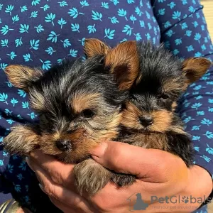 Photo №1. yorkshire terrier - for sale in the city of Tartu | negotiated | Announcement № 84675