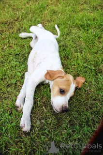 Additional photos: English pointer puppies.