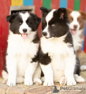 Additional photos: Yakutian Laika puppies (last litter)