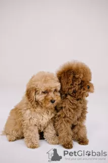 Photo №2 to announcement № 44608 for the sale of poodle (toy) - buy in Germany breeder