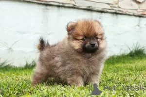 Photo №4. I will sell pomeranian in the city of Франкфурт-на-Майне. breeder - price - 423$