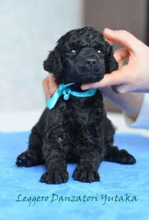 Photo №1. poodle (toy) - for sale in the city of Yaroslavl | Negotiated | Announcement № 1407