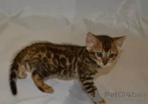 Photo №1. bengal cat - for sale in the city of Pelt | Is free | Announcement № 128216