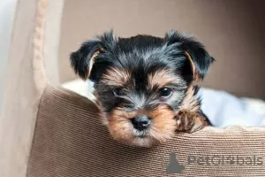 Photo №1. yorkshire terrier - for sale in the city of Zagreb | Is free | Announcement № 9253