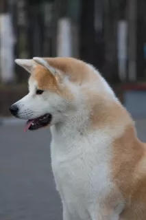 Photo №3. Akita Inu puppies. Belarus