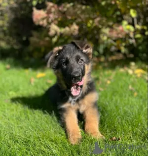 Additional photos: Beautiful German Shepherd puppies for Europe for sale!