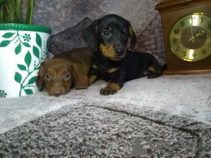 Photo №3. Dachshund puppies. Russian Federation