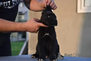 Photo №3. Cane Corso puppies. Serbia