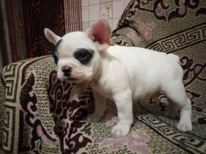 Additional photos: I will sell a puppy of the French bulldog