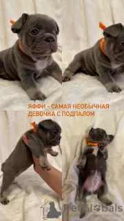 Additional photos: French Bulldog puppies