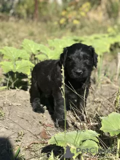 Photo №2 to announcement № 12819 for the sale of giant schnauzer - buy in Ukraine from nursery