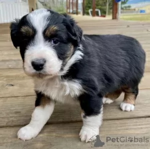 Photo №2 to announcement № 124966 for the sale of australian shepherd - buy in Estonia private announcement