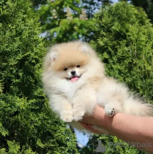 Photo №2 to announcement № 16867 for the sale of pomeranian - buy in Belarus private announcement, from nursery, breeder