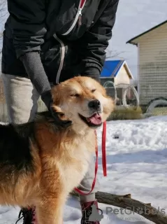 Additional photos: Playful dog with palm tail