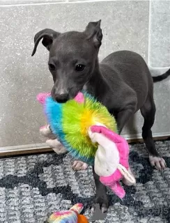 Photo №2 to announcement № 127288 for the sale of italian greyhound - buy in Germany 