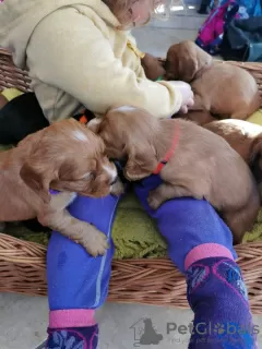 Additional photos: Beautiful Kc Reg Working Cocker Spaniel Puppies