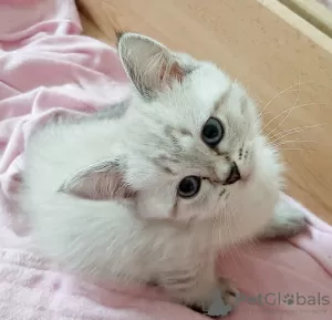 Additional photos: Scottish kittens in expensive chinchilla color.