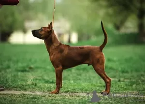 Photo №3. Thai Ridgeback Puppies. Ukraine