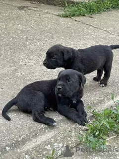 Additional photos: Cane Corso puppies