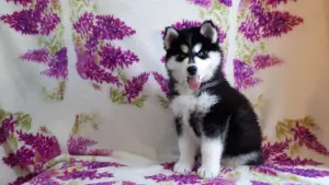 Photo №1. siberian husky - for sale in the city of Danilov | 371$ | Announcement № 1431