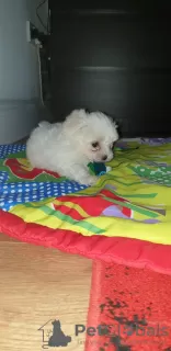 Photo №2 to announcement № 98599 for the sale of maltese dog - buy in Sweden private announcement