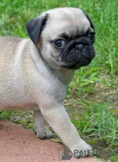 Photo №1. pug - for sale in the city of Арапайе | negotiated | Announcement № 18639