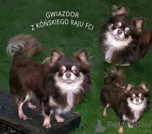 Additional photos: Long-haired Chihuahua puppies FCI