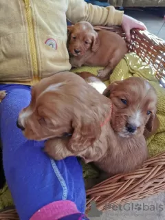 Additional photos: Beautiful Kc Reg Working Cocker Spaniel Puppies