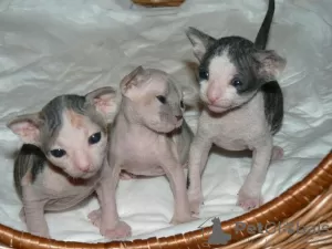 Photo №1. sphynx cat - for sale in the city of Jena | 471$ | Announcement № 130247