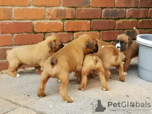 Photo №1. boxer - for sale in the city of Bremen | 581$ | Announcement № 122786