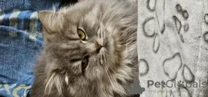 Photo №1. british longhair - for sale in the city of Herentals | negotiated | Announcement № 128132