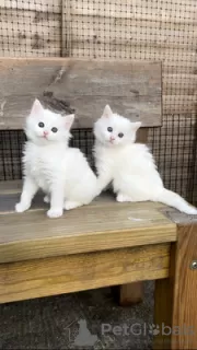 Photo №1. turkish angora - for sale in the city of Brussels | 264$ | Announcement № 116710