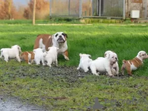 Photo №2 to announcement № 120923 for the sale of english bulldog - buy in Belgium private announcement