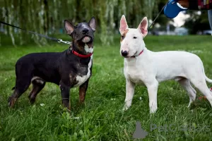 Photo №3. Sale of standard bull terrier puppies. Belarus