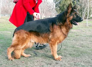 Additional photos: Long haired german shepherd