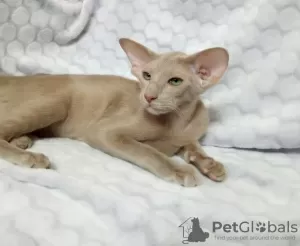 Photo №1. oriental shorthair - for sale in the city of Tyumen | 3254$ | Announcement № 1552