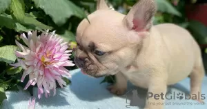 Photo №3. Healthy Frenchbulldog pups for sale. United States