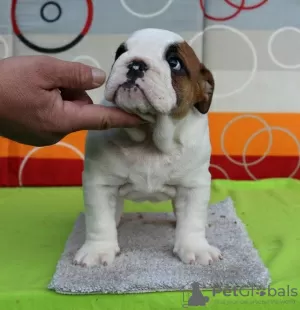 Photo №2 to announcement № 126516 for the sale of english bulldog - buy in Serbia breeder