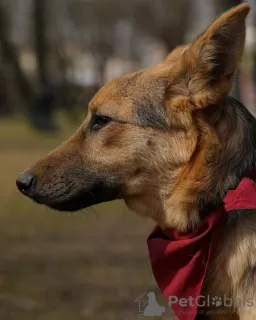 Photo №3. Henri, a capable, intelligent teenager. Russian Federation