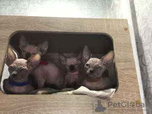 Photo №1. sphynx-katze - for sale in the city of Khabarovsk | negotiated | Announcement № 28538