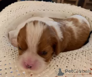 Additional photos: Cavalier Kings Charles Spaniel Puppies