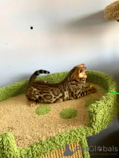 Additional photos: Bengal kittens