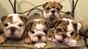 Photo №3. KC registered English bulldog puppies. Puerto Rico