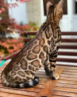 Photo №1. bengal cat - for sale in the city of Chervonokazatskoe | negotiated | Announcement № 3153