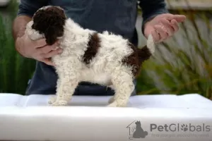 Additional photos: Lagotto Romagnolo, male puppies