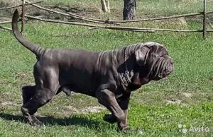 Photo №3. Pedigree puppies of the Neapolitan mastiff. Russian Federation