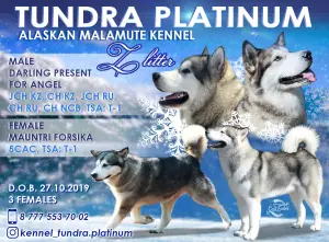 Photo №1. alaskan malamute - for sale in the city of Petropavlovsk | 0$ | Announcement № 3830